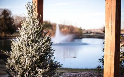December Weddings at Bear Creek were amazing!!!